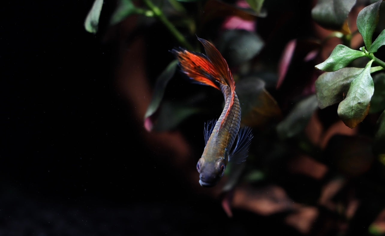 Apistogramma Agassizii "Double Red"