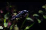 Load image into Gallery viewer, Schultzei Black Cory
