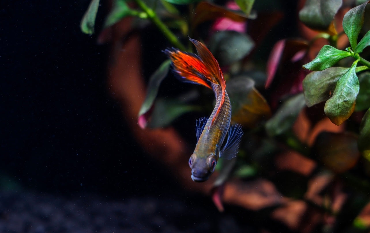 Apistogramma Agassizii "Double Red"