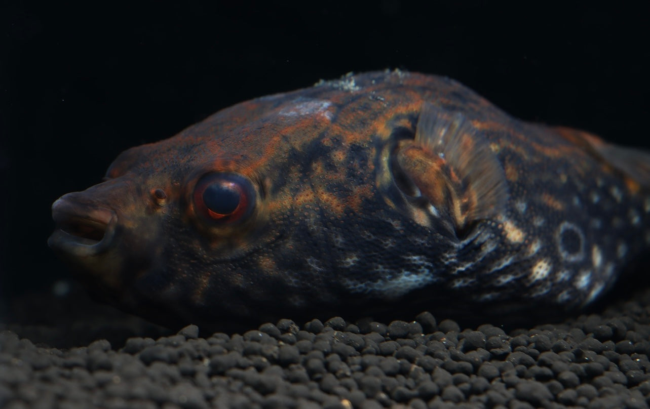 Humpback Dragon Puffer Fish