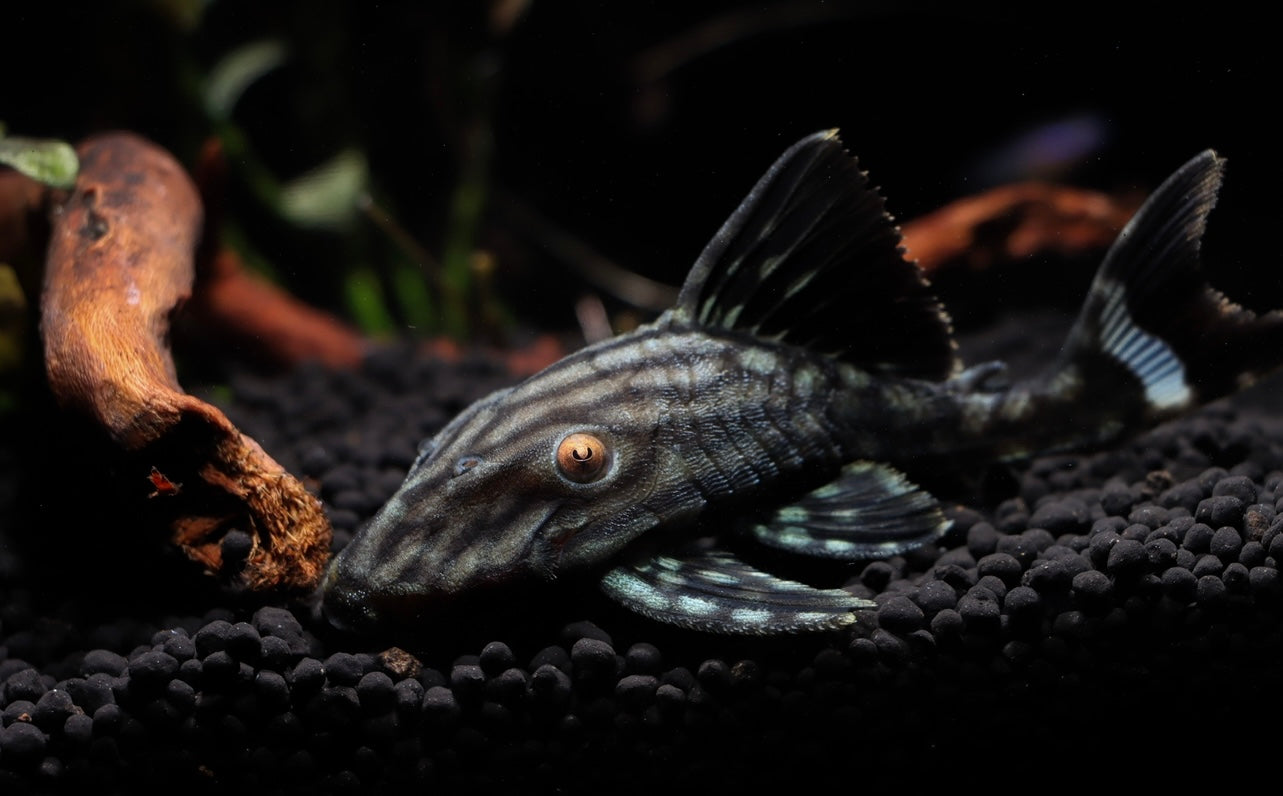 Half Spotted Watermelon Plecostomus L330