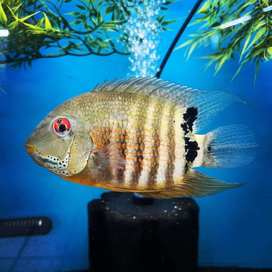 Peruvian Green Severum Cichlid