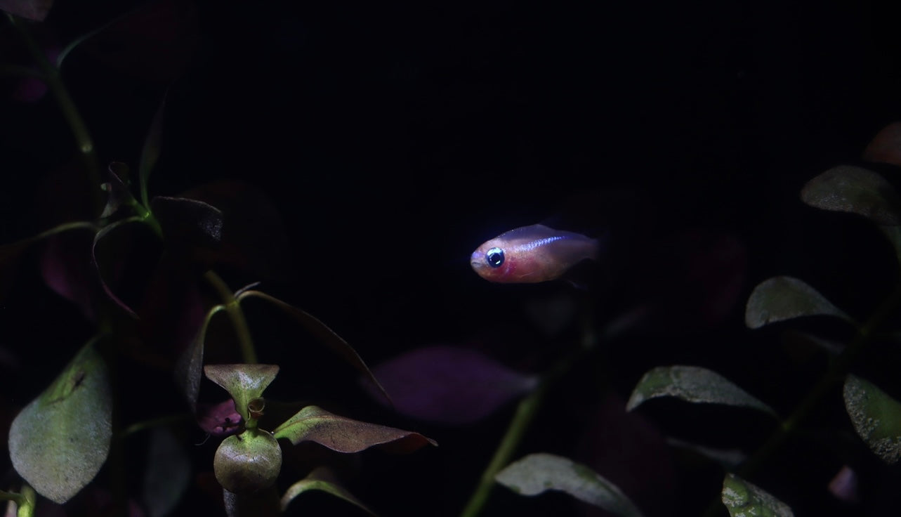 Gold Neon Tetra