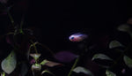 Load image into Gallery viewer, Gold Neon Tetra
