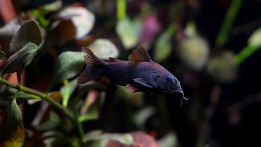 Schultzei Black Corydoras Catfish