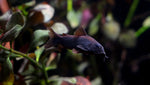 Load image into Gallery viewer, Schultzei Black Cory
