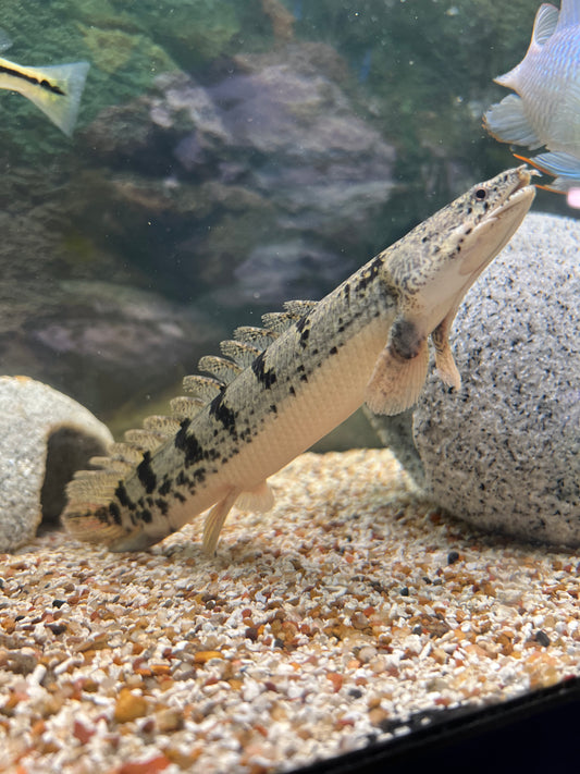 Delhezi Bichir