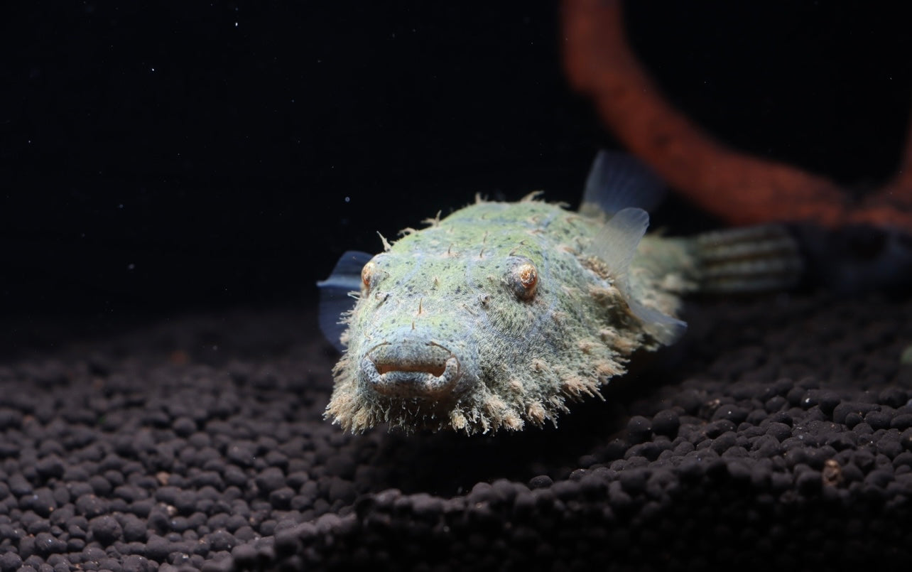 Hairy Puffer Fish