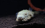 Load image into Gallery viewer, Hairy Puffer Fish
