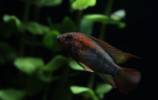 Apistogramma Macmasteri "Super Red"
