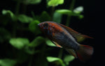 Load image into Gallery viewer, Apistogramma Macmasteri &quot;Super Red&quot;
