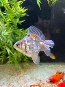 Asst Ryukin Goldfish