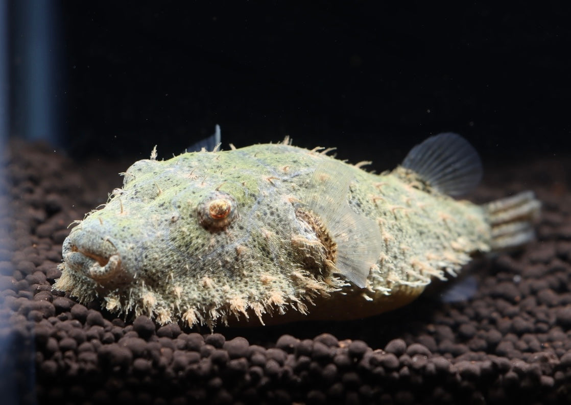 Hairy Puffer Fish