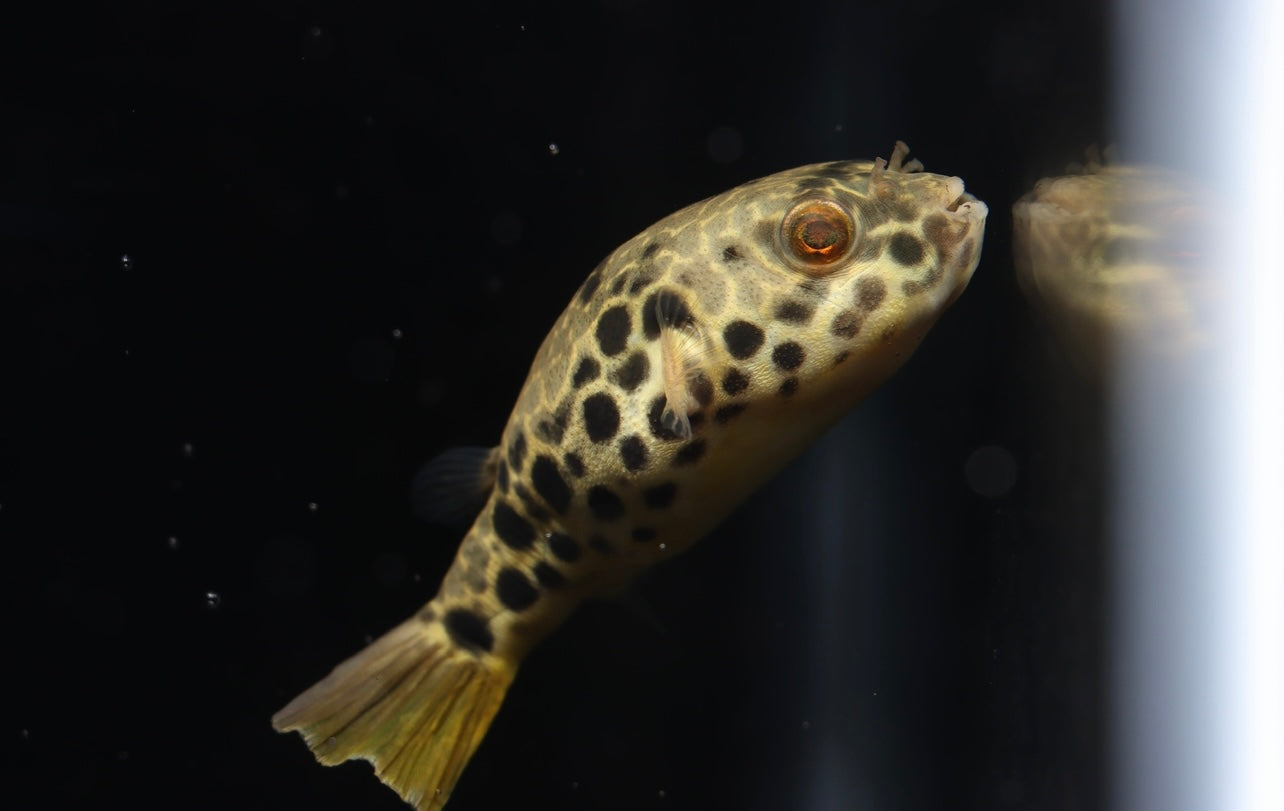 Tetraodon Schoutedeni Puffer Fish