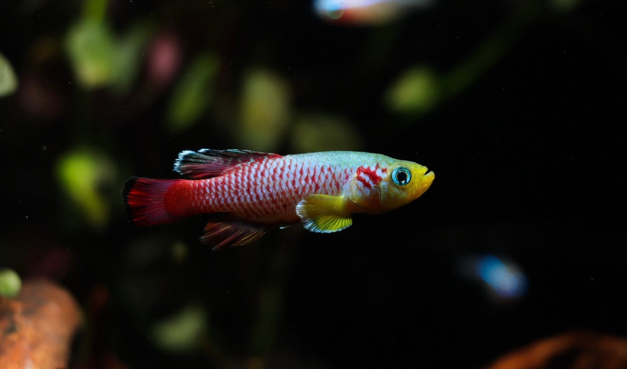 Nothobranchius guentheri "Guenther's Killifish" Pair