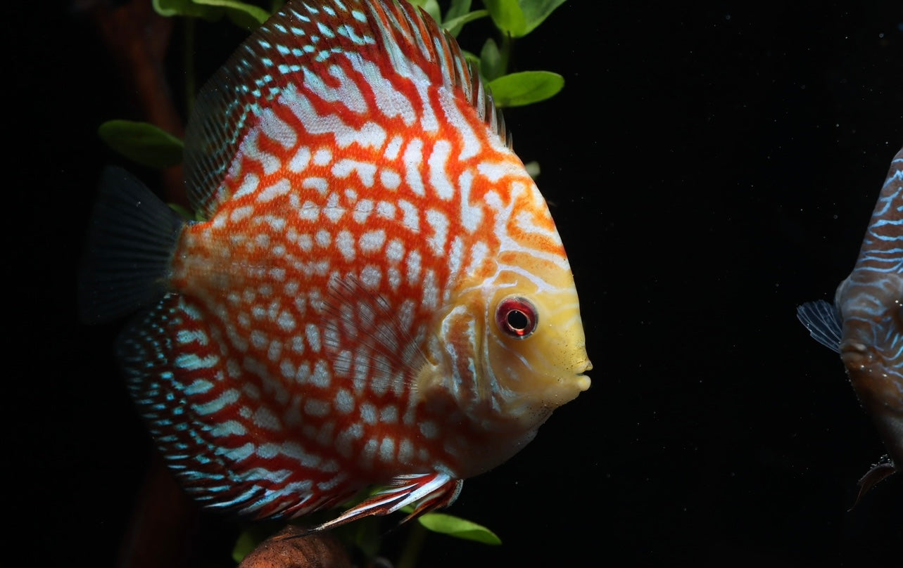 Pigeon Checkerboard Discus