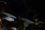 Load image into Gallery viewer, Poropanchax normani &quot;Norman&#39;s Killifish&quot;
