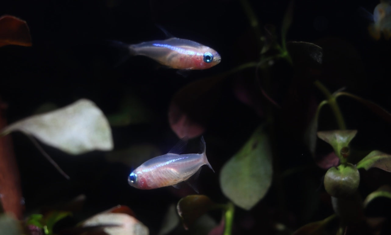 Gold Neon Tetra