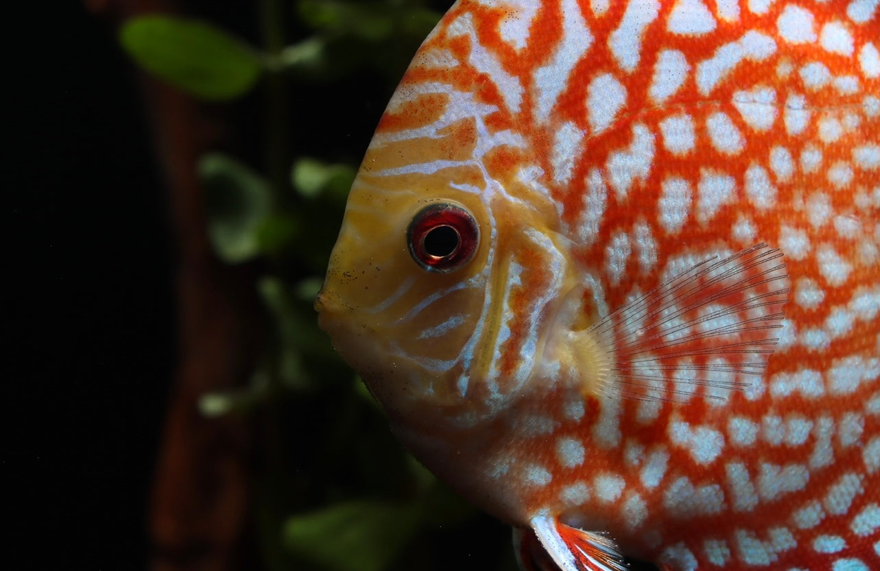 Pigeon Checkerboard Discus