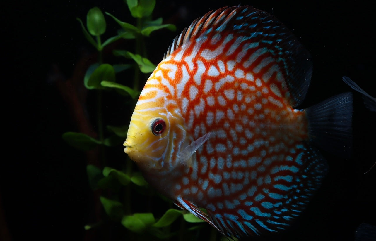 Pigeon Checkerboard Discus