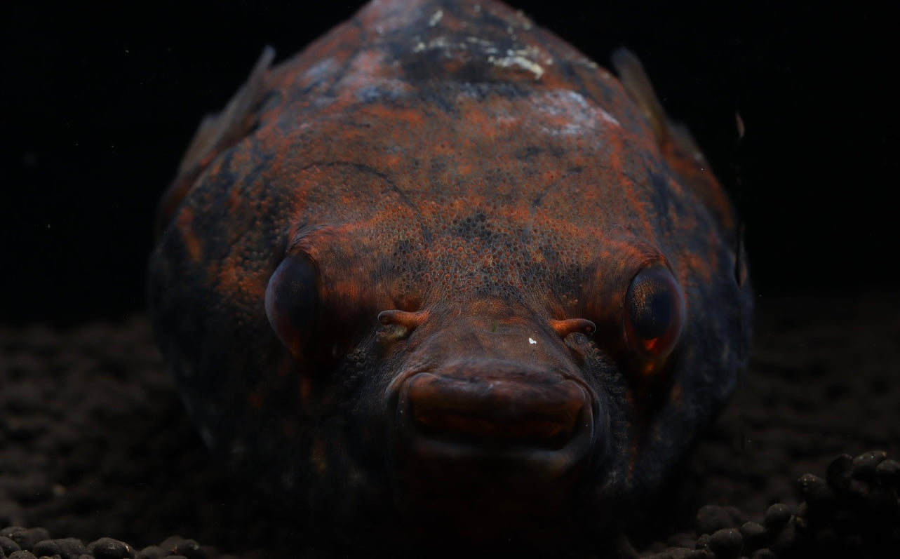 Humpback Dragon Puffer Fish