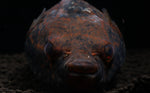 Load image into Gallery viewer, Humpback Dragon Puffer Fish
