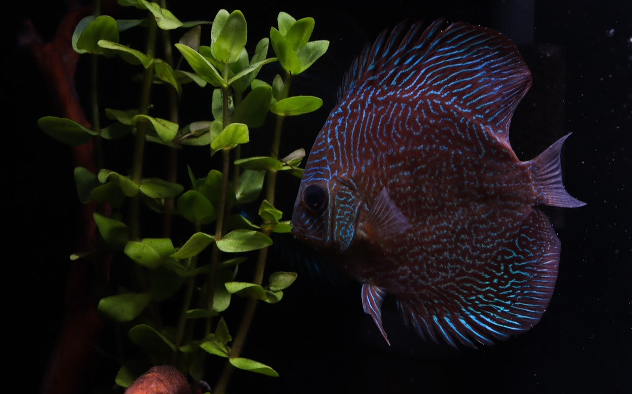 Red Snakeskin Discus