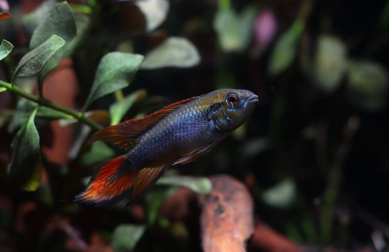 Apistogramma Agassizii "Double Red"