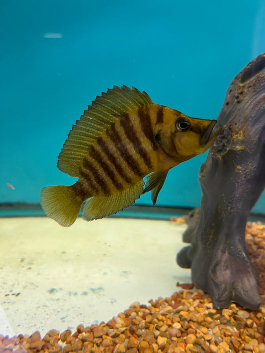 Orange Compressicep Cichlid