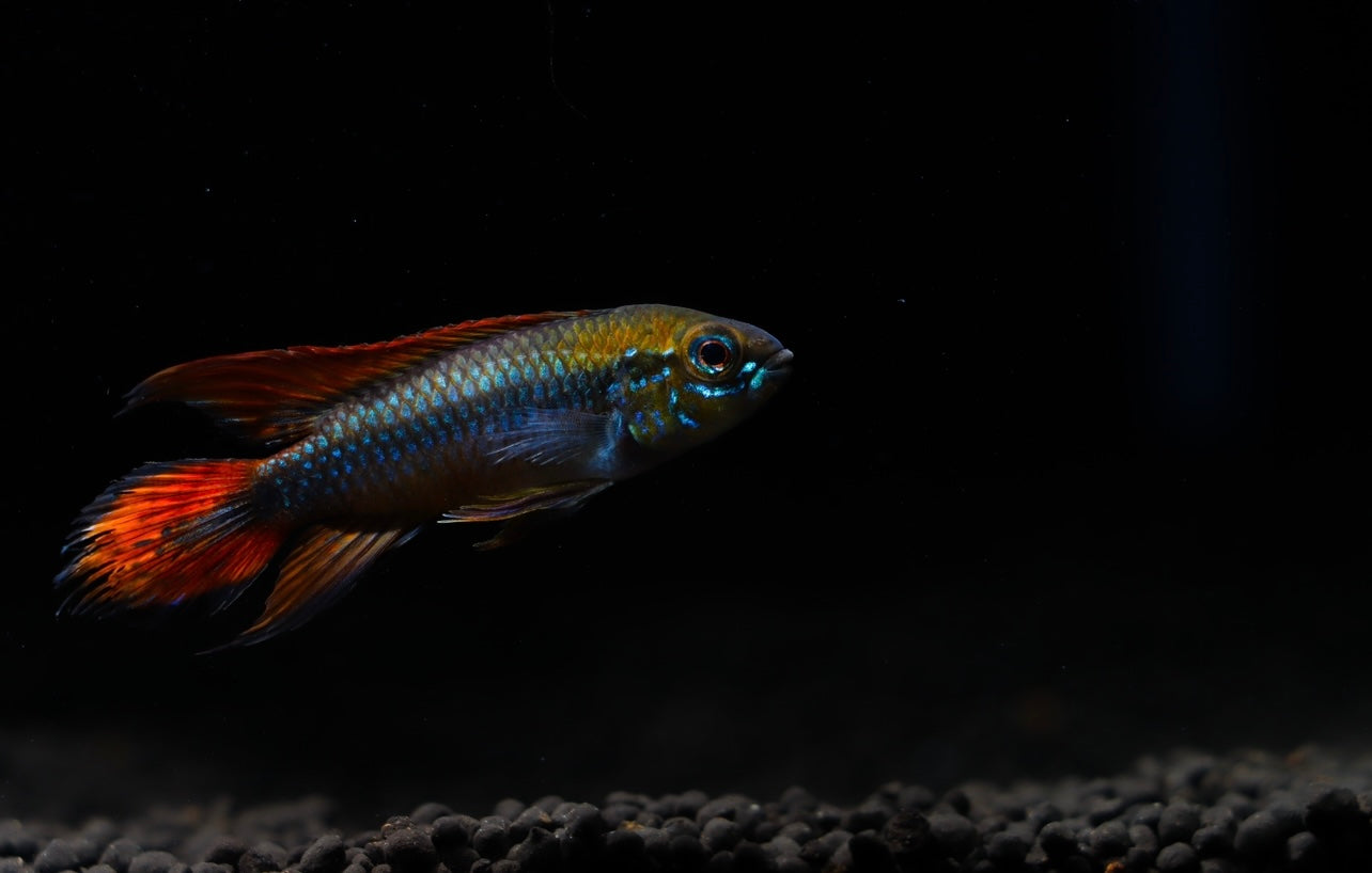 Apistogramma Agassizii "Double Red"