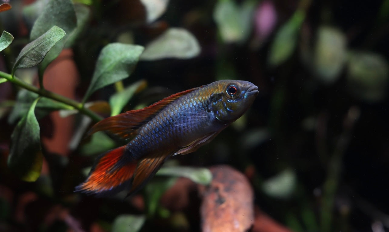 Apistogramma Agassizii "Double Red"