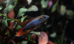 Load image into Gallery viewer, Apistogramma Agassizii &quot;Double Red&quot;
