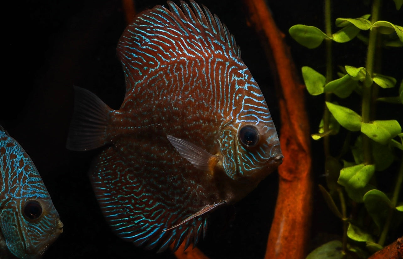 Red Snakeskin Discus