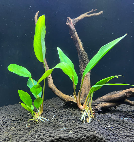 Anubias Frazeri