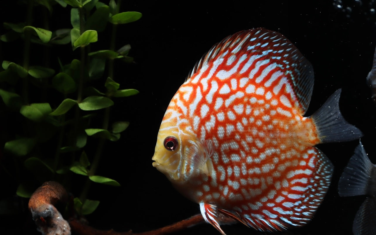 Pigeon Checkerboard Discus