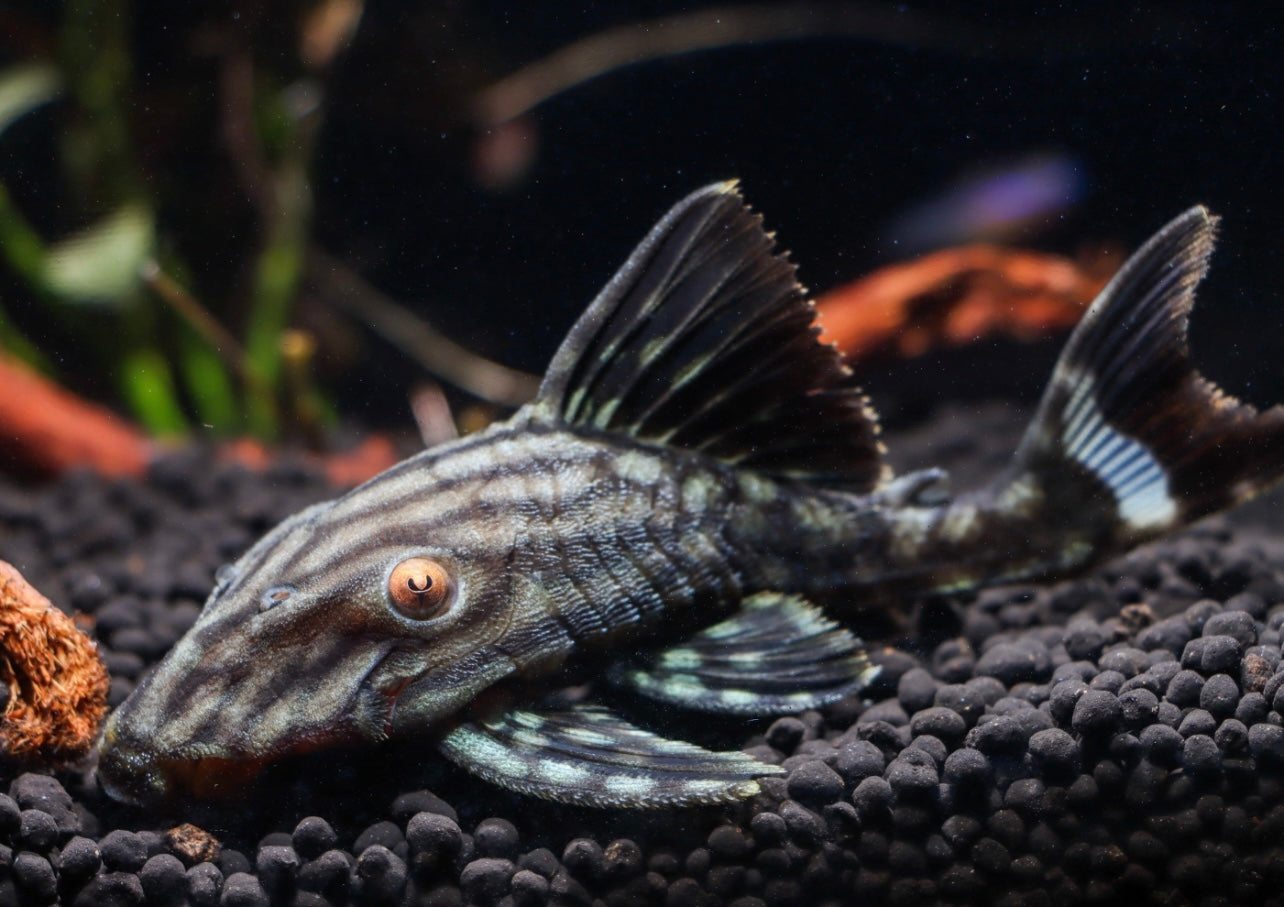 Half Spotted Watermelon Plecostomus L330