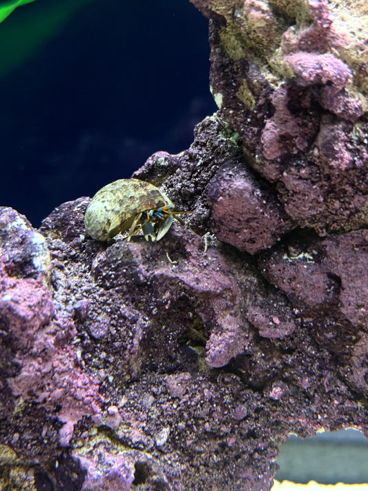 live saltwater fish Jacksonville