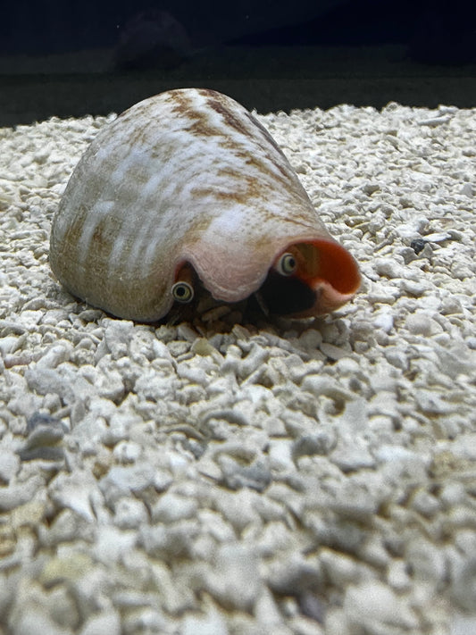 live saltwater fish Jacksonville