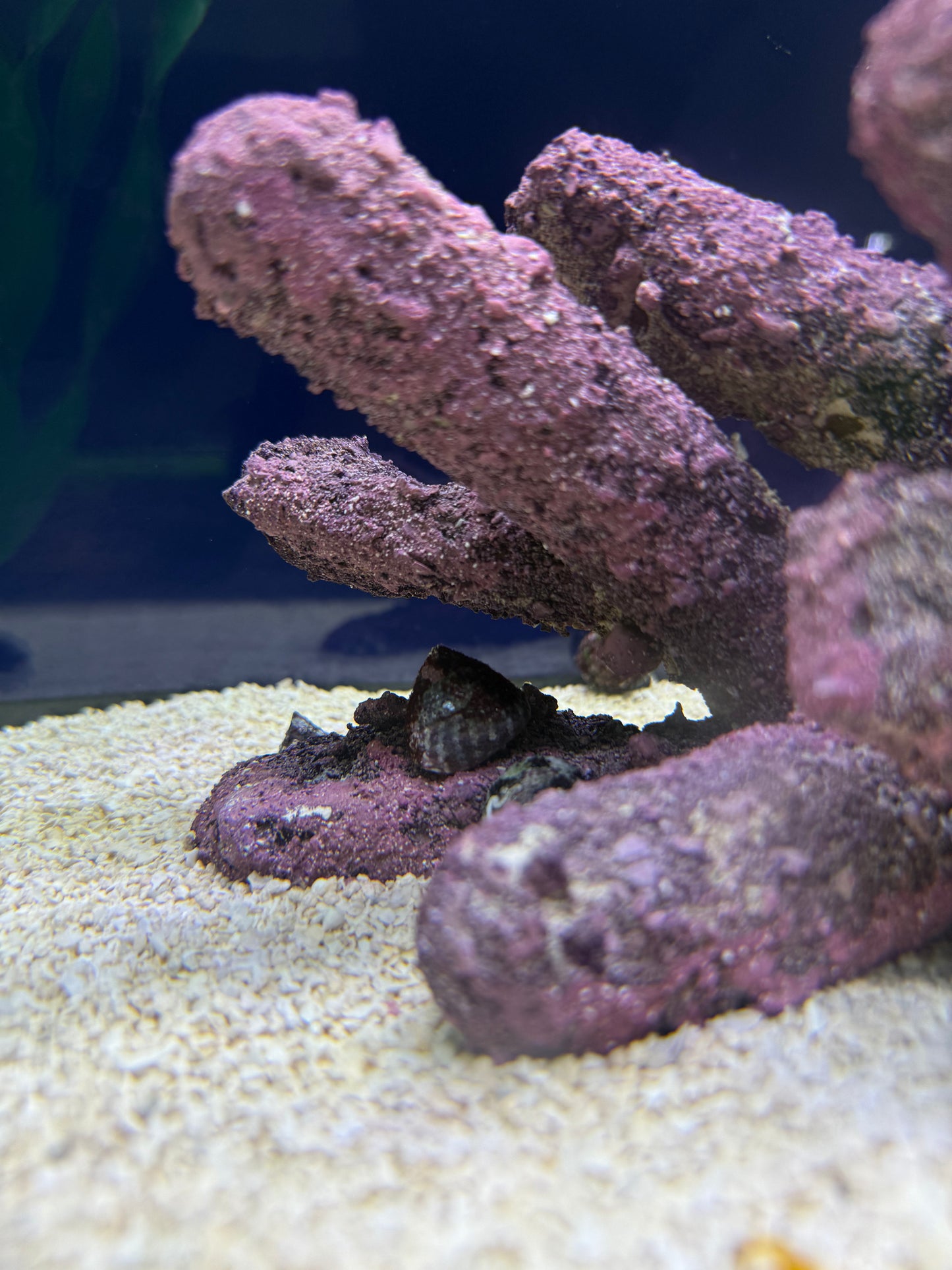 live saltwater fish Jacksonville