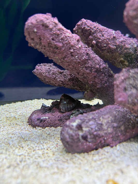 live saltwater fish Jacksonville