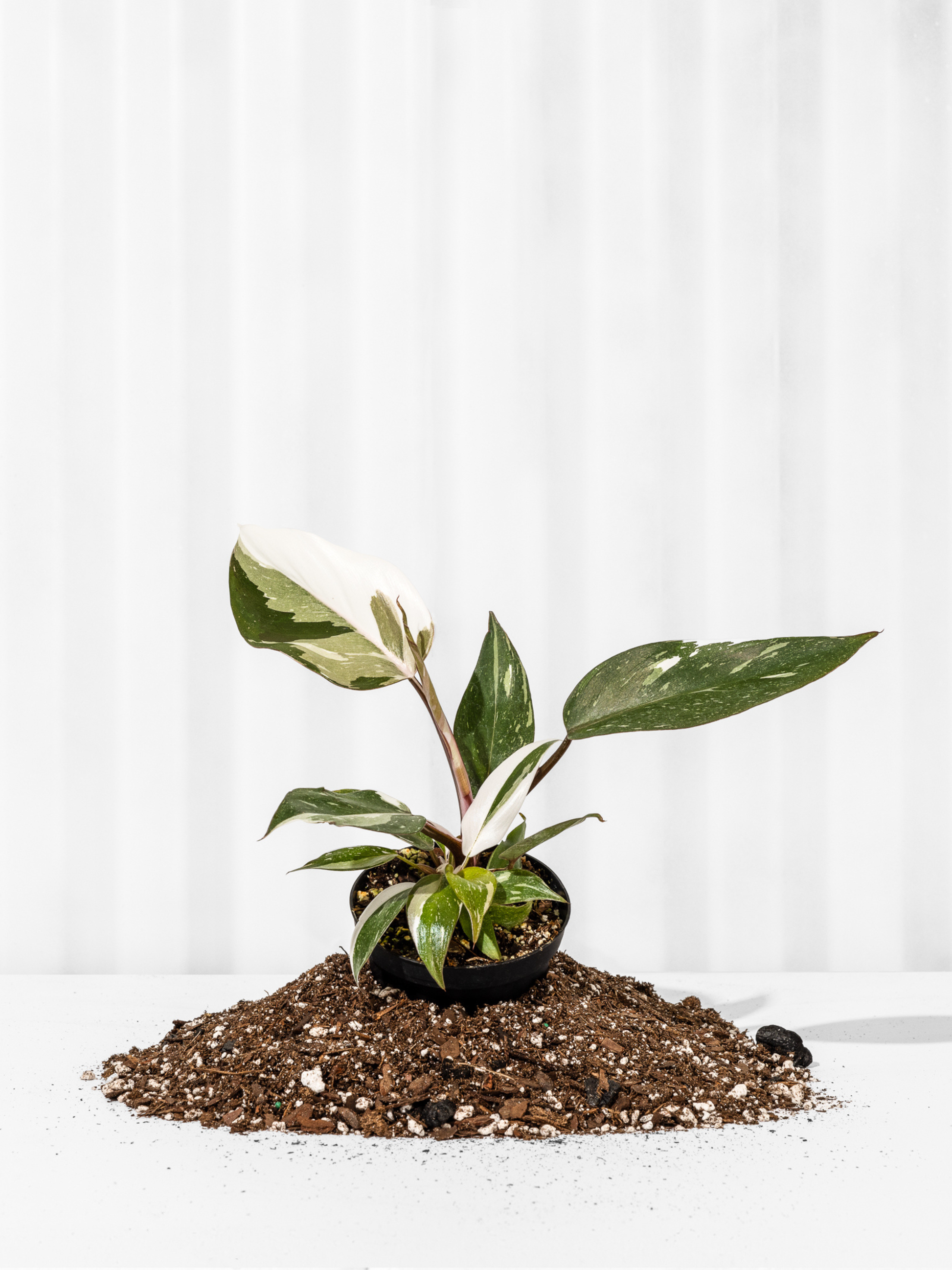 philodendron pink knight 4" Philodendron Red Anderson 'Pink Knight' – Natural Environment Aquatix