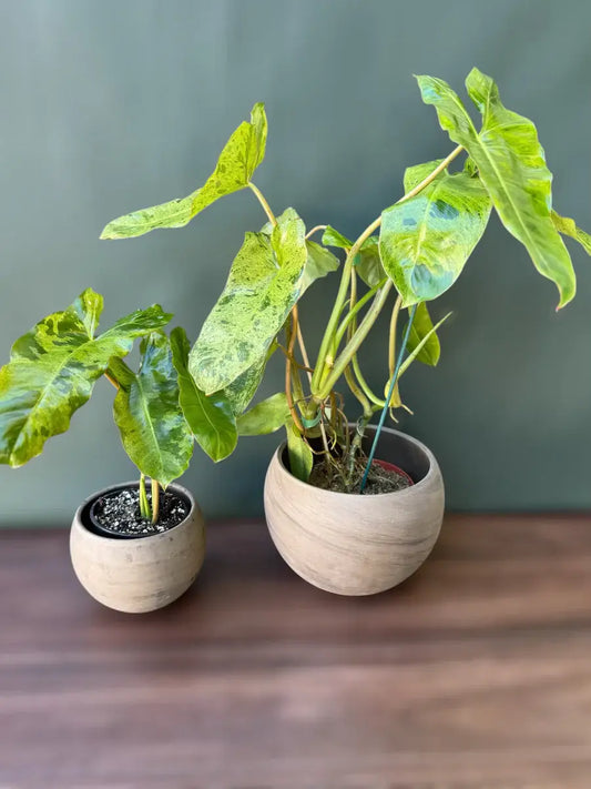 plants for sale Jacksonville
