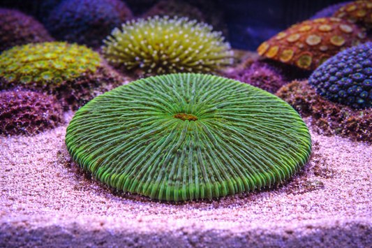 Close-up of a green coral polyp on a sandy substrate with other corals in the background.