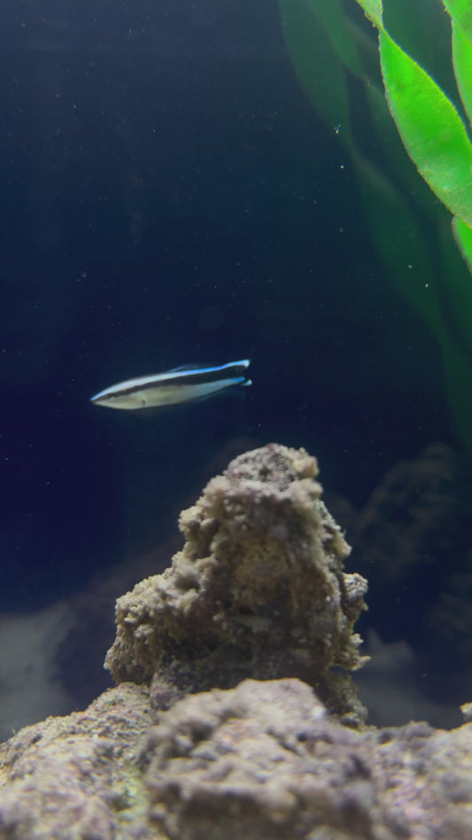 Bluestreak Cleaner Wrasse (RS)