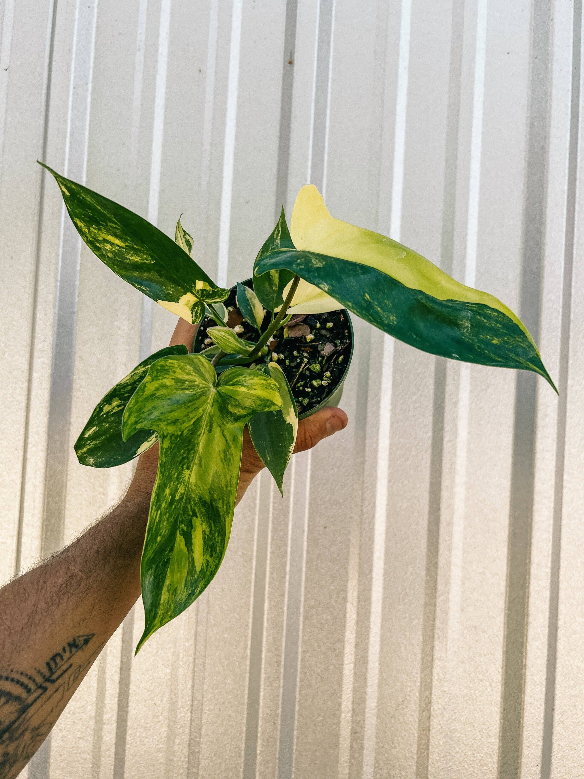 4 philodendron 4" Philodendron Florida Beauty 'Sunrise' – Natural Environment Aquatix