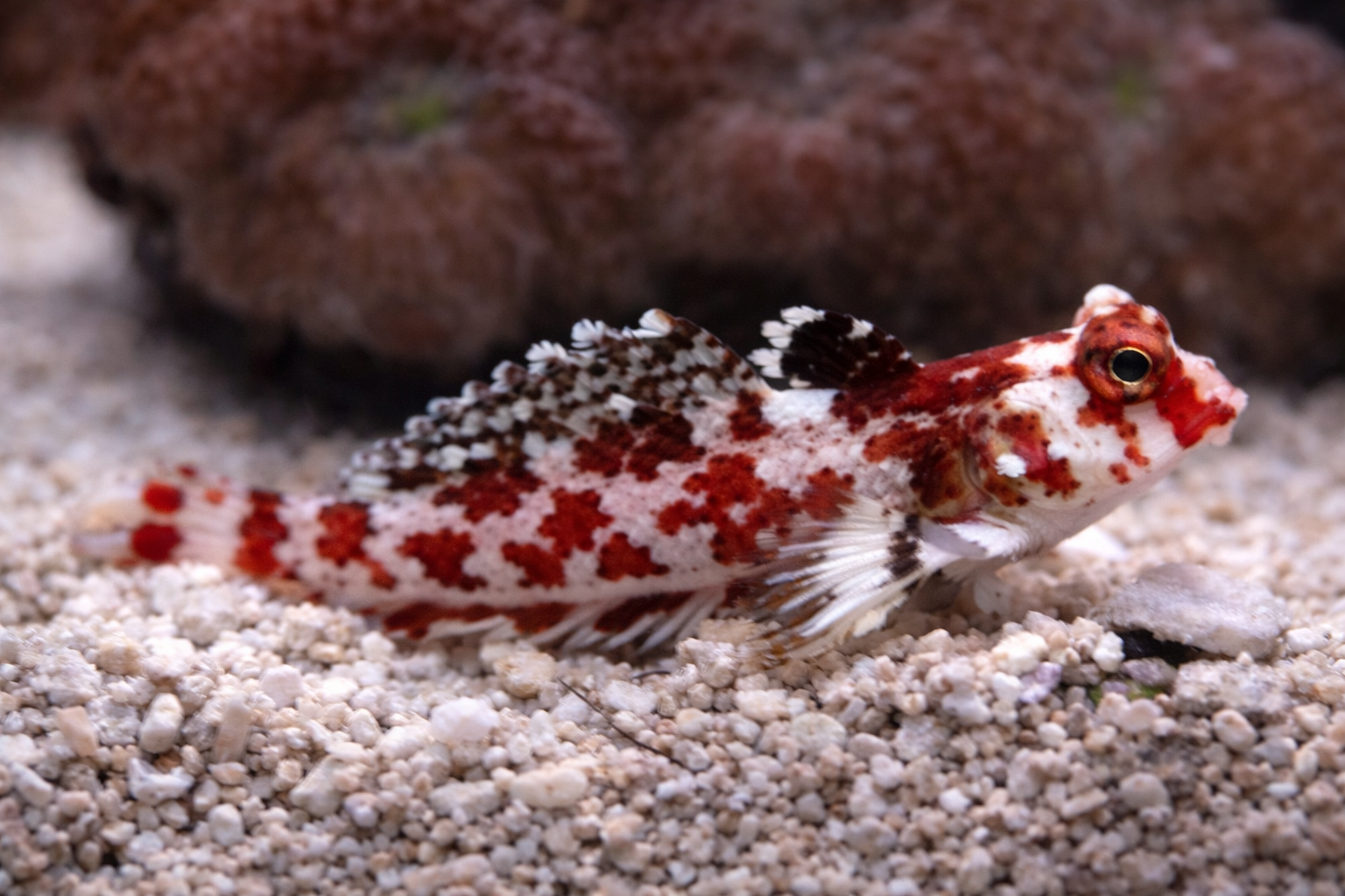 red scooter blenny