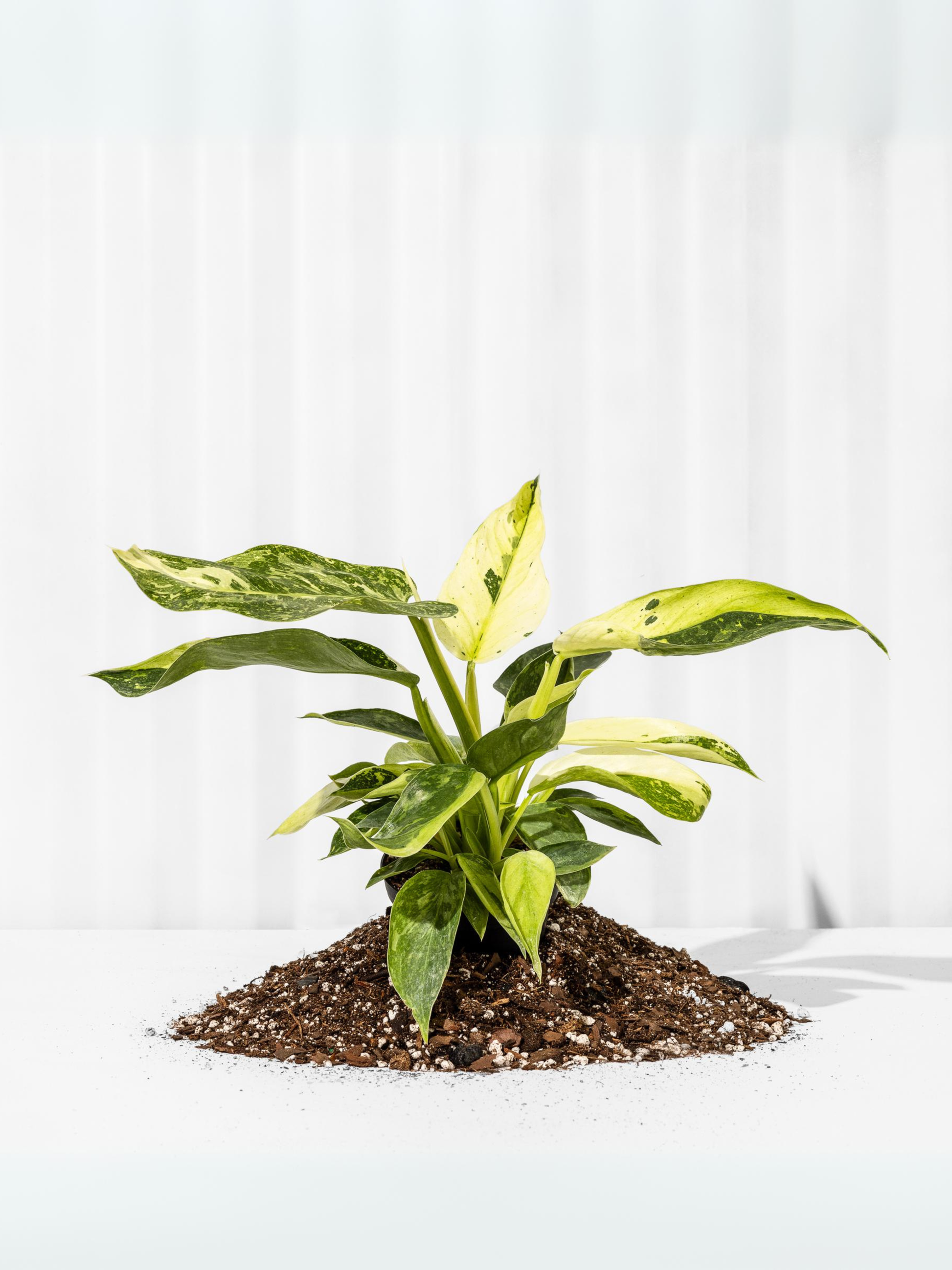 tropical houseplants Jacksonville