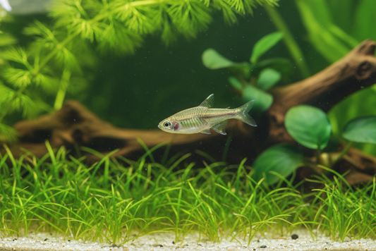 Fish in an aquarium with green plants and a branch