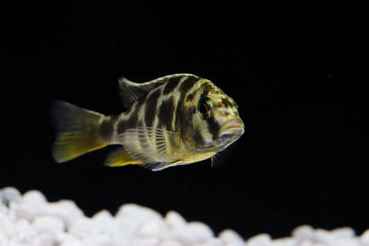 african cichlid