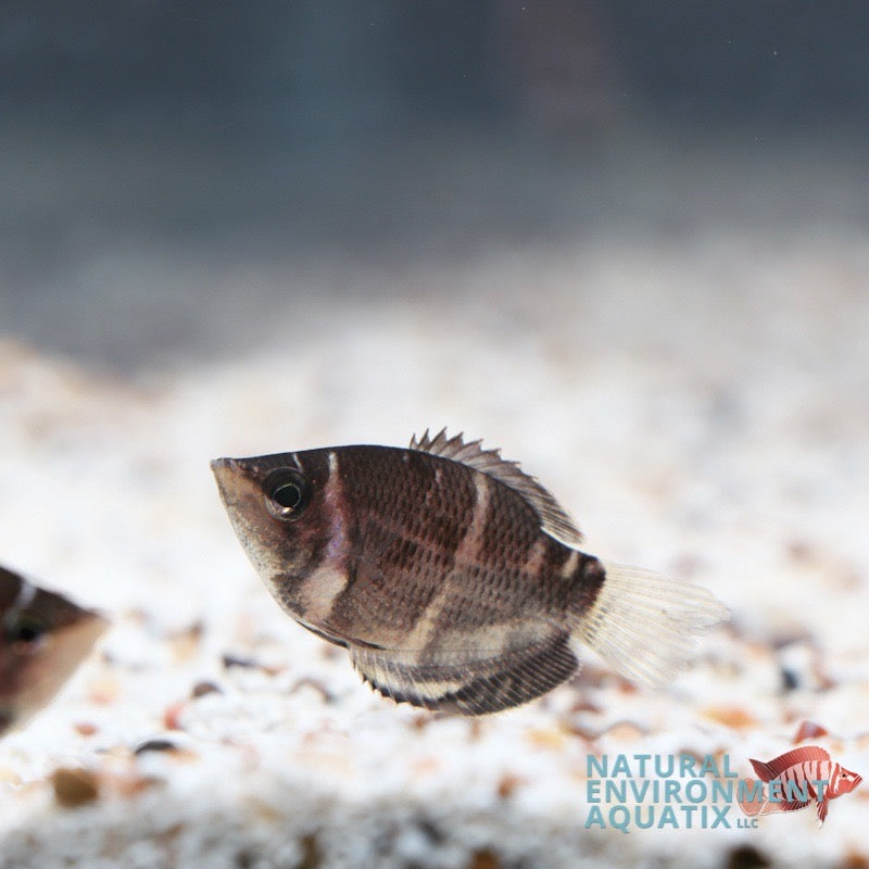 Chocolate Gourami